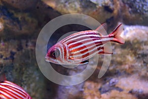 Redcoat squirrelfish