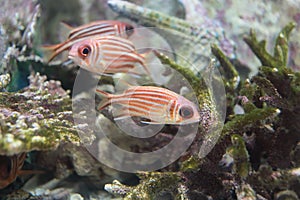 Redcoat Squirrelfish