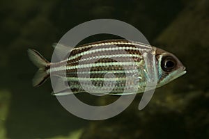 The Redcoat squirrelfish Sargocentron rubrum.