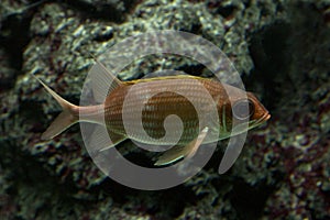 The Redcoat squirrelfish Sargocentron rubrum.