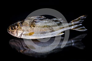 Redcoat squirrelfish Sargocentron rubrum.