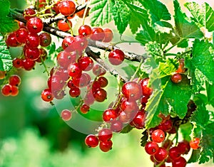 Redcurrant