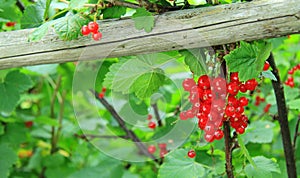 Redcurrant
