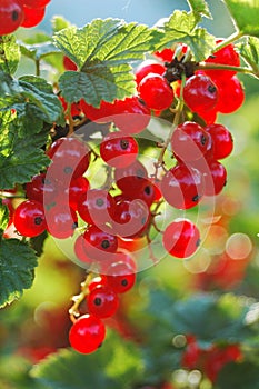 Redcurrant