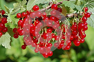 Redcurrant berries photo