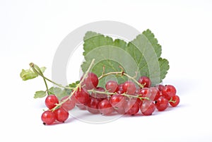 Redcurrant berries