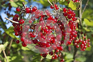 Redcurrant berries photo