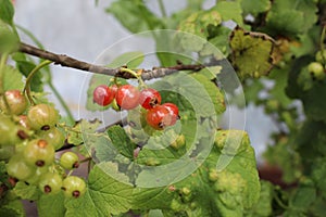 Redcurrant berries grow on the bush against the background of the edilous leaves. summer. ingathering. horticulture. Crop