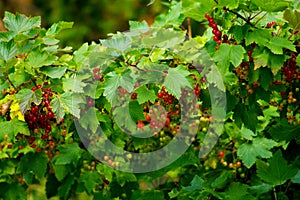 Redcurrant berries