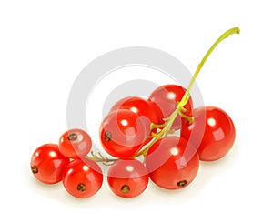 Redcurrant berries, vector illustration photo