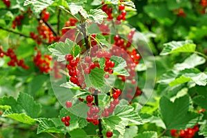 Redcurrant bush photo