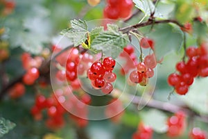 Redcurrant bush