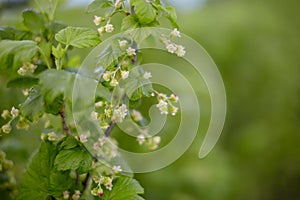 Redcurrant flower on the bush