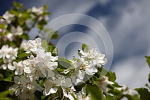 Redcurrant flower on the bush