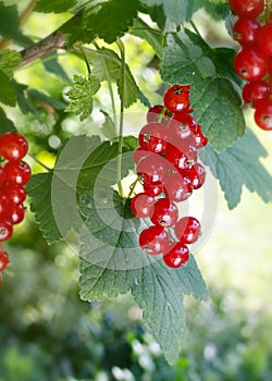 Redcurrant fruit photo