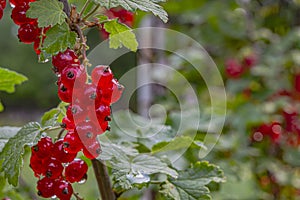 Redcurrant fruit on a branch in the garden close-up