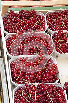 Redcurrant Fruit on Market
