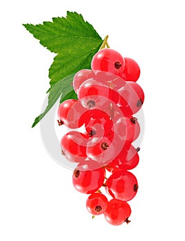 Redcurrant