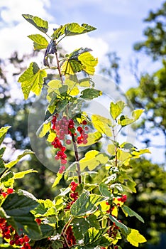 Redcurrant. Red currant berries on the green branches in a sunny day. Ribes rubrum. Healthy fruit. Vevey, Switzerland