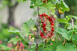 Redcurrant Red Currant, Ribes Rubrum berries closeup on green natural background