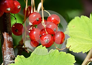 Redcurrant red currant Ribes rubrum summer sunny weather green background