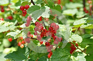 Redcurrant