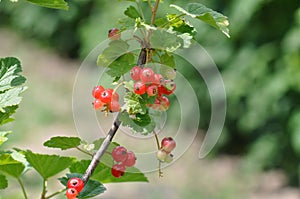 Redcurrant