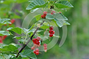 Redcurrant