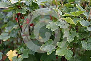 Redcurrant, Ribes rubrum `Jonkheer van Tets` in July in the garden. Germany