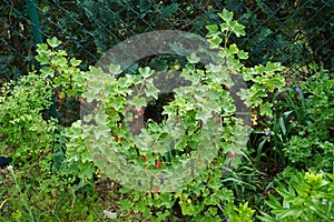 Redcurrant, Ribes rubrum \'Jonkheer van Tets\' in June in the garden. Berlin, Germany