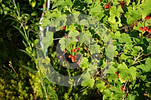 Redcurrant, Ribes rubrum \'Jonkheer van Tets\' in June in the garden. Berlin, Germany