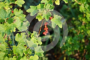 Redcurrant, Ribes rubrum \'Jonkheer van Tets\' in June in the garden. Berlin, Germany