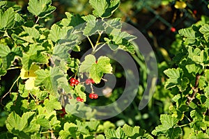 Redcurrant, Ribes rubrum \'Jonkheer van Tets\' in June in the garden. Berlin, Germany
