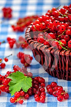 Redcurrant in wicker bowl on the table