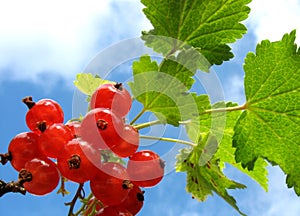 Redcurrants