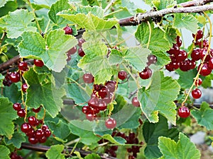 Redcurrants