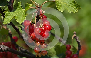 Redcurrants