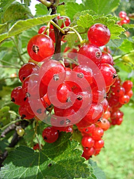 Redcurrants