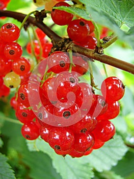 Redcurrants