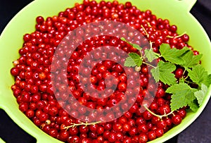 Redcurrants on black slate food photo