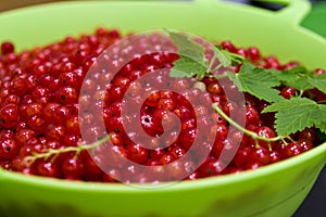 Redcurrants on black slate food photo