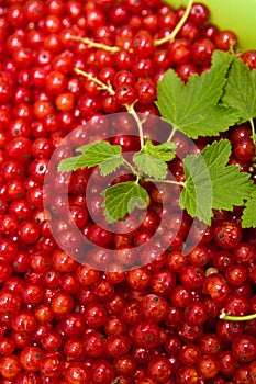 Redcurrants on black slate food photo