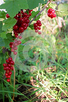 Redcurrants branches with ripe berries in the summer gardend