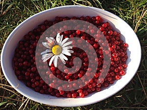 redcurrants and chamomile flower