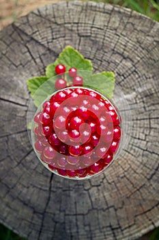 Redcurrants in a glass