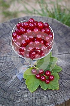 Redcurrants in a glass