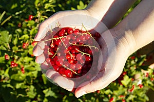 Redcurrants in hands