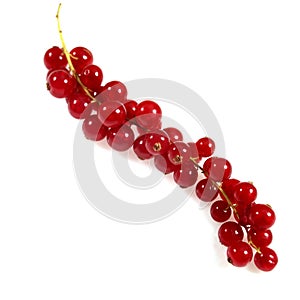 Redcurrants, ribes rubrum, Fruits against White Background