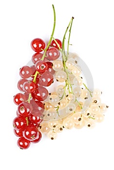 Redcurrants and Whitecurrants