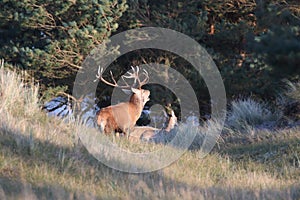 Redd Deer on the darss, mecklenburg  pomerania, Germany